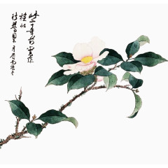 手绘山茶花