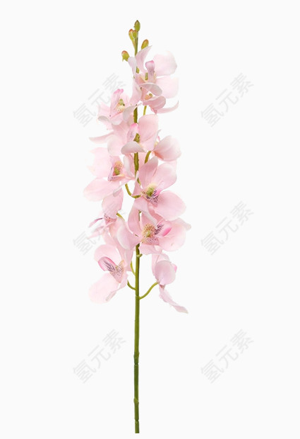 浅粉色石斛兰花