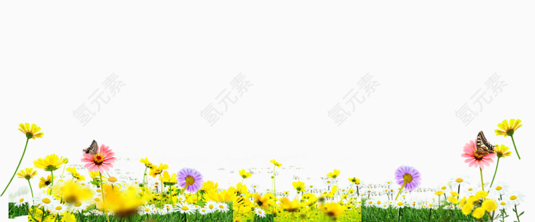 草地花卉