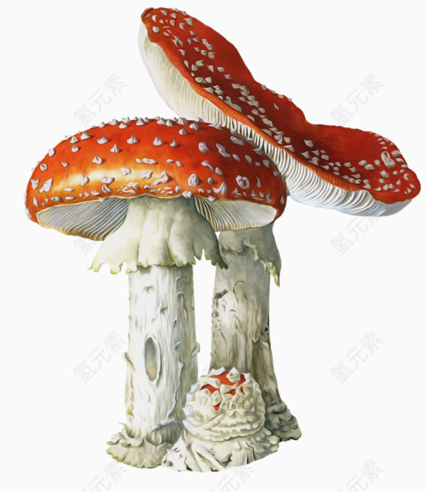 红色毒蘑菇香菇