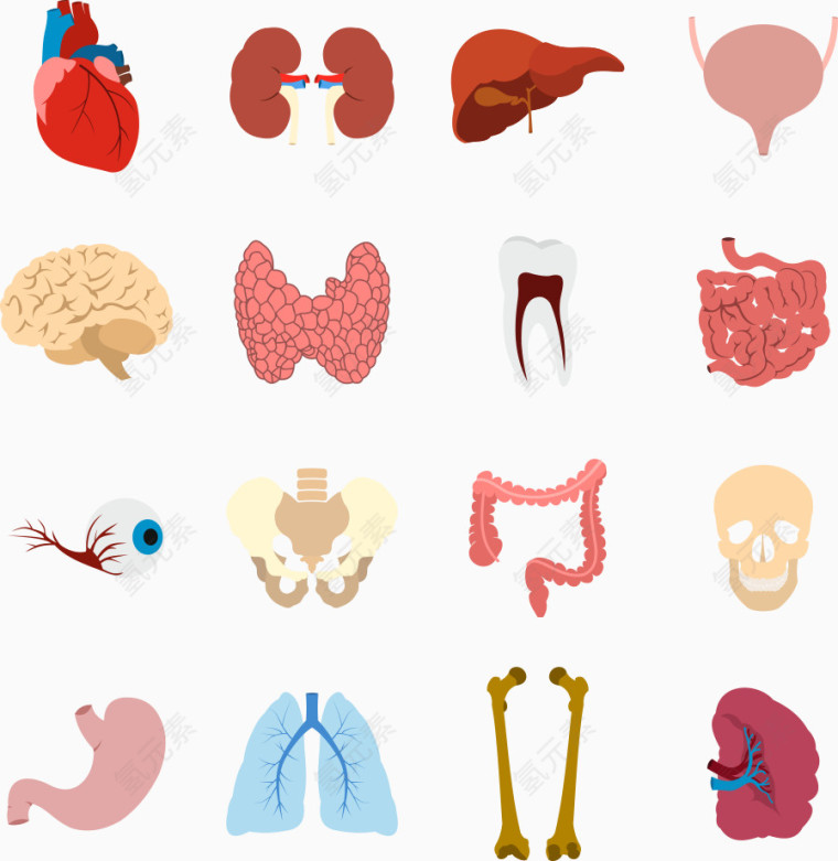 矢量彩色卡通解剖