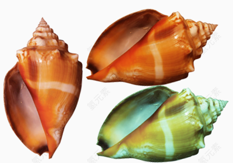 色彩斑斓的海螺