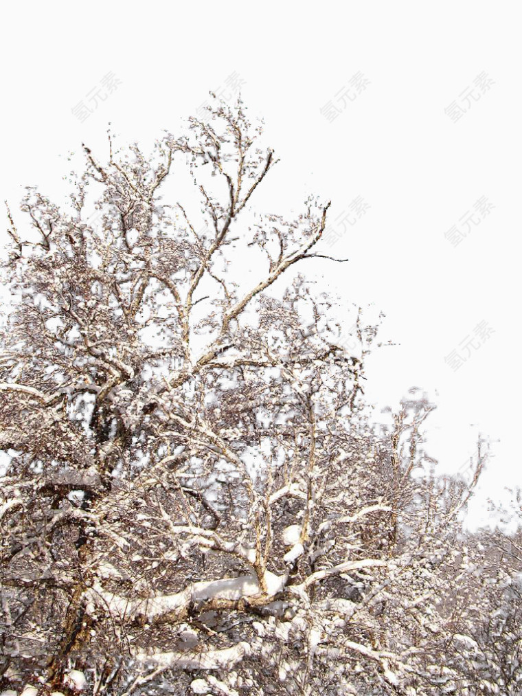 冬天桦树林中的雪