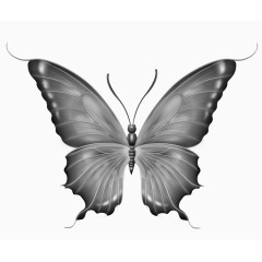 蝴蝶 昆虫 大自然 黑白