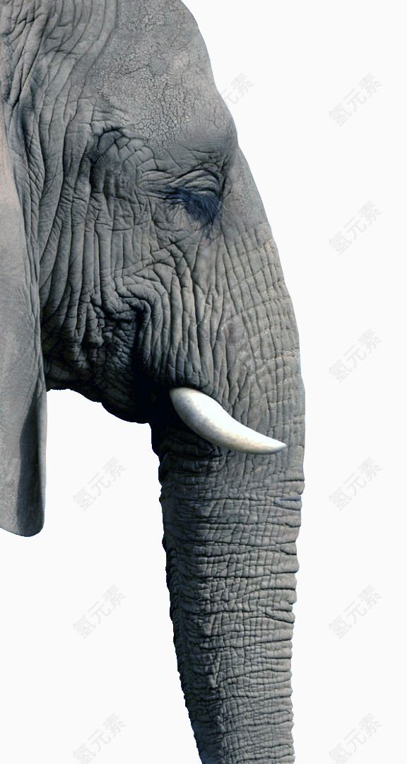大象头
