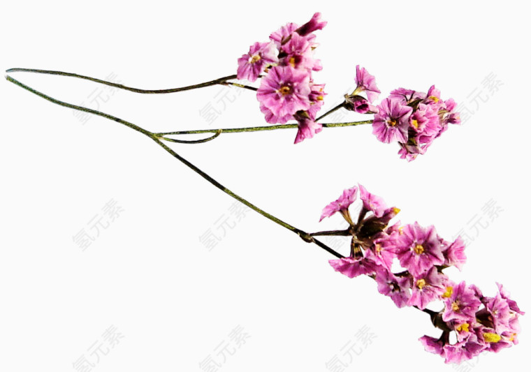 粉色树枝花朵