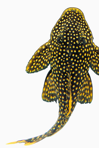 黄斑点鱼