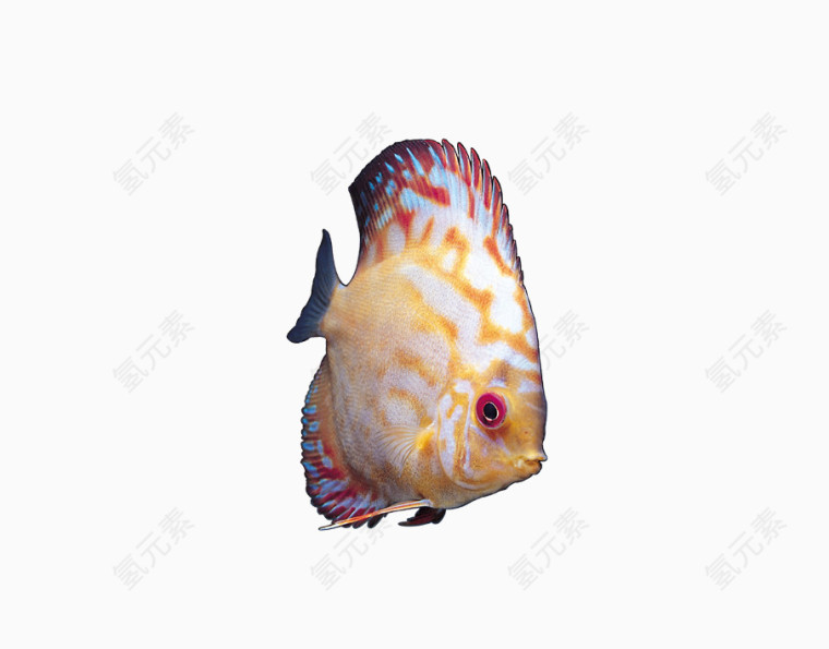 红黄热带鱼