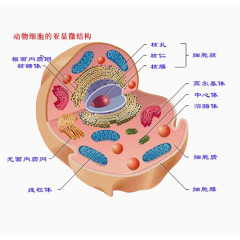 动物细胞的亚显微结构