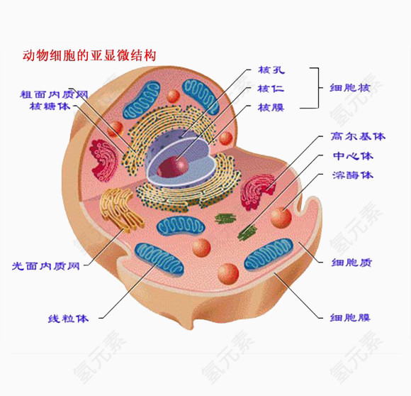 动物细胞的亚显微结构