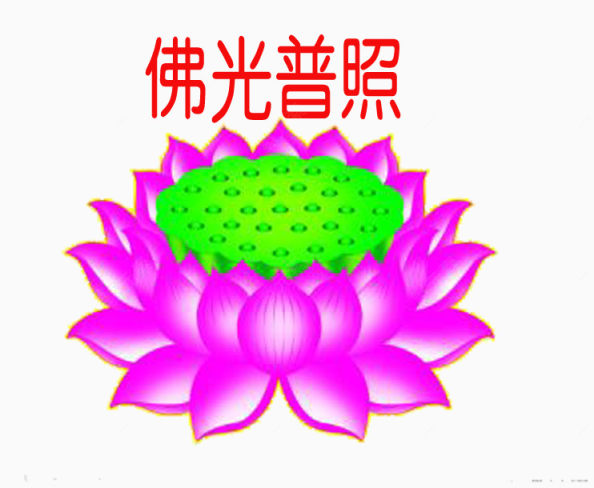 莲花都是美好下载