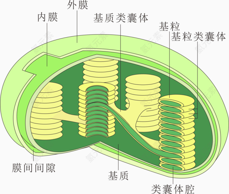 植物叶绿素