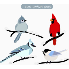 冬天的小鸟种类