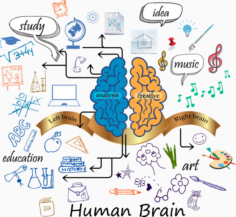 矢量手绘大脑下载