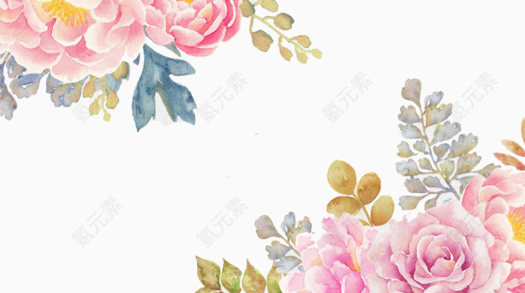水彩手绘粉色玫瑰月季花卉
