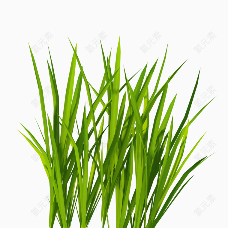 绿色青草植物