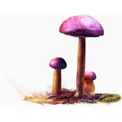 紫色的蘑菇