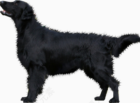 黑色宠物狗狗