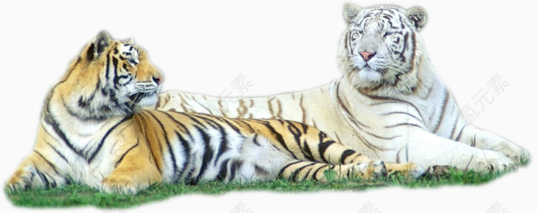 躺着的两只老虎