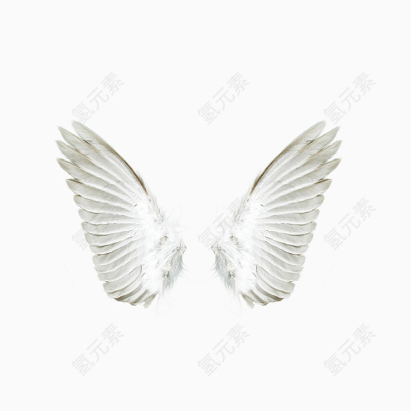 白色天使翅膀