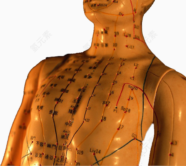 人体模型穴位