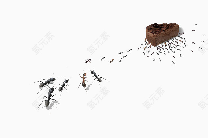 小蚂蚁搬家