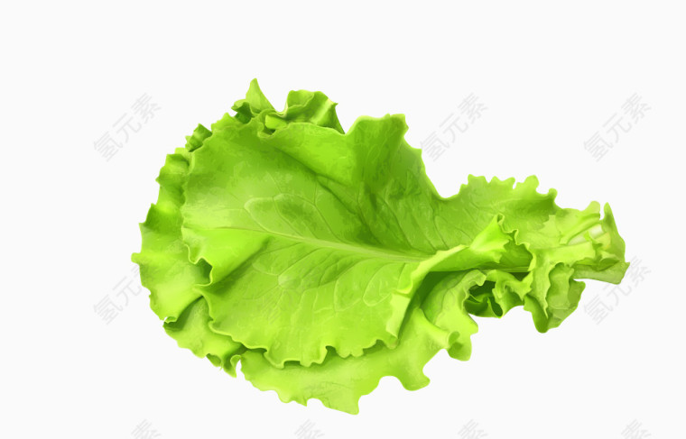 矢量绿色清晰生菜叶子蔬菜