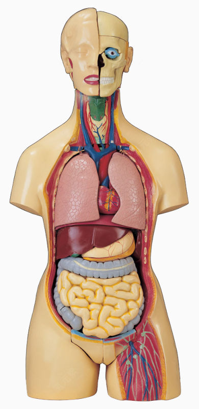 人体下载