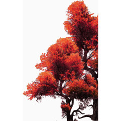 红色枫树装饰
