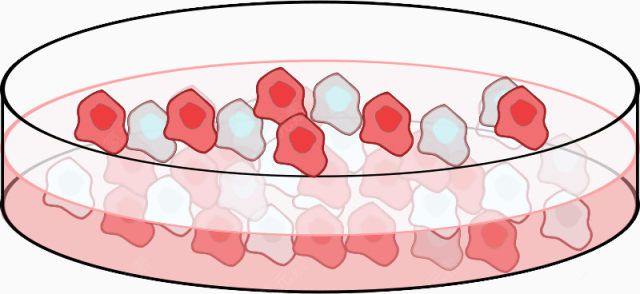 培养细胞的培养皿下载