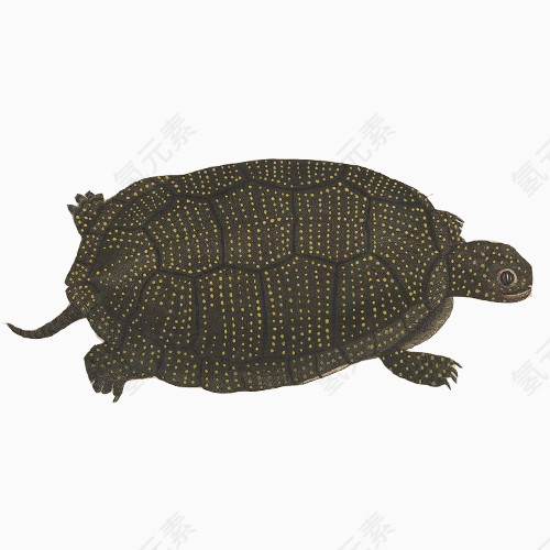 乌龟手绘画素材图片