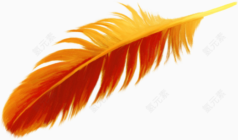 橙色漂亮羽毛