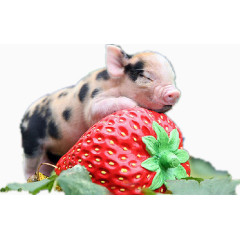 趴在草莓上的宠物猪