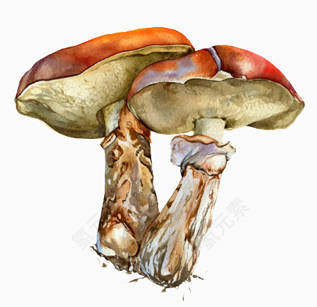 手绘蘑菇图案