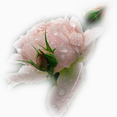 粉色水珠花朵