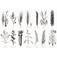 不同种类的农田植物