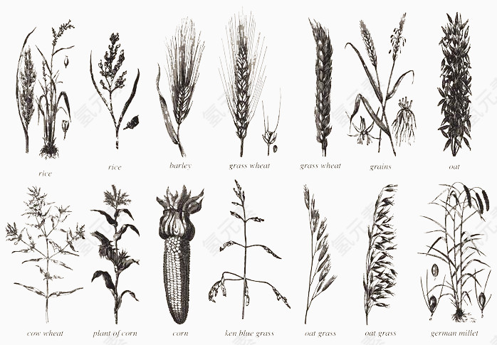 不同种类的农田植物