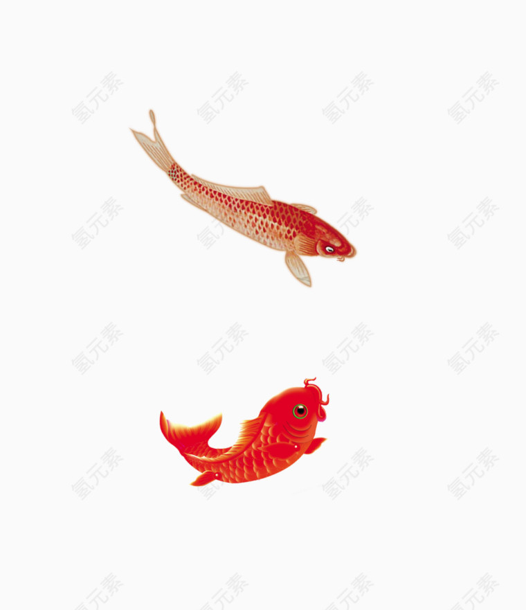 两条红色鱼