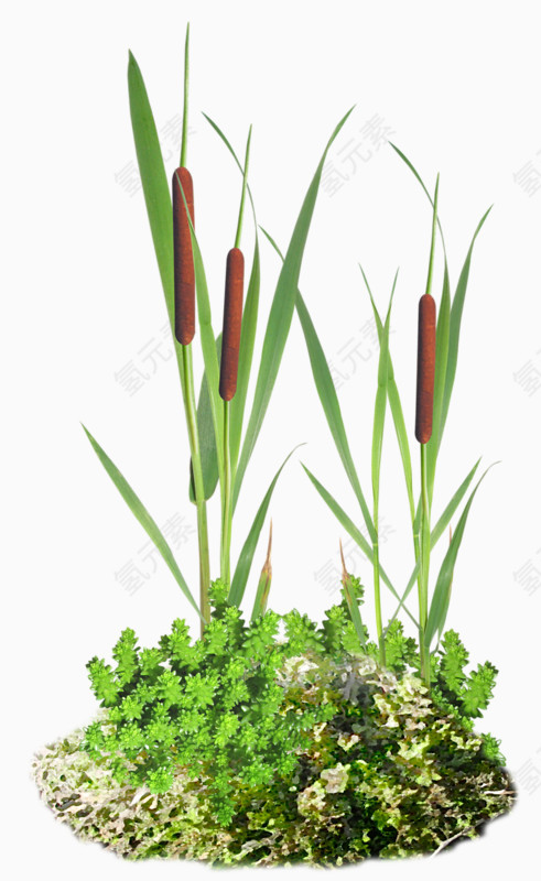 绿色小植物