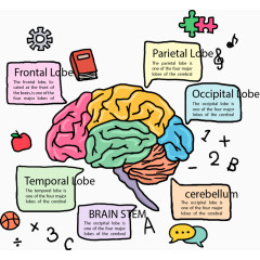 手绘彩色大脑分类标签