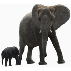 非洲森林象妈妈和小象宝宝