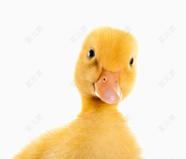 可爱的黄色鸭子