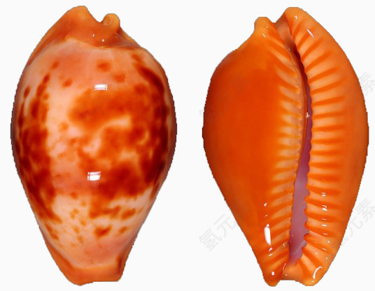 极品海螺
