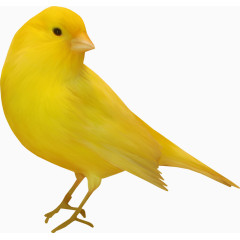 黄色可爱小鸟