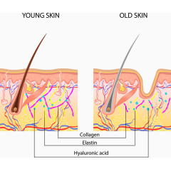 年轻人皮肤和老年人皮肤结构对比分析图