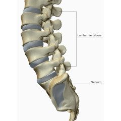 脊椎尾骨图片