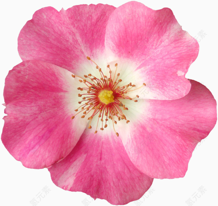 粉色花朵图