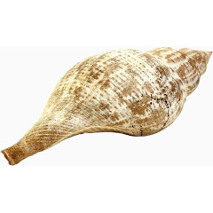 棕色漂亮海螺