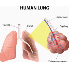 矢量身体发病肺部