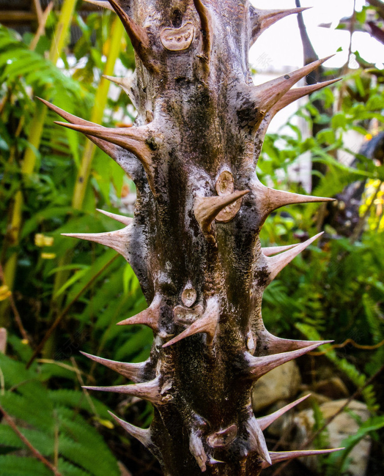 长满刺的植物